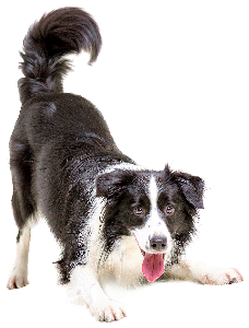 a playful border collie 